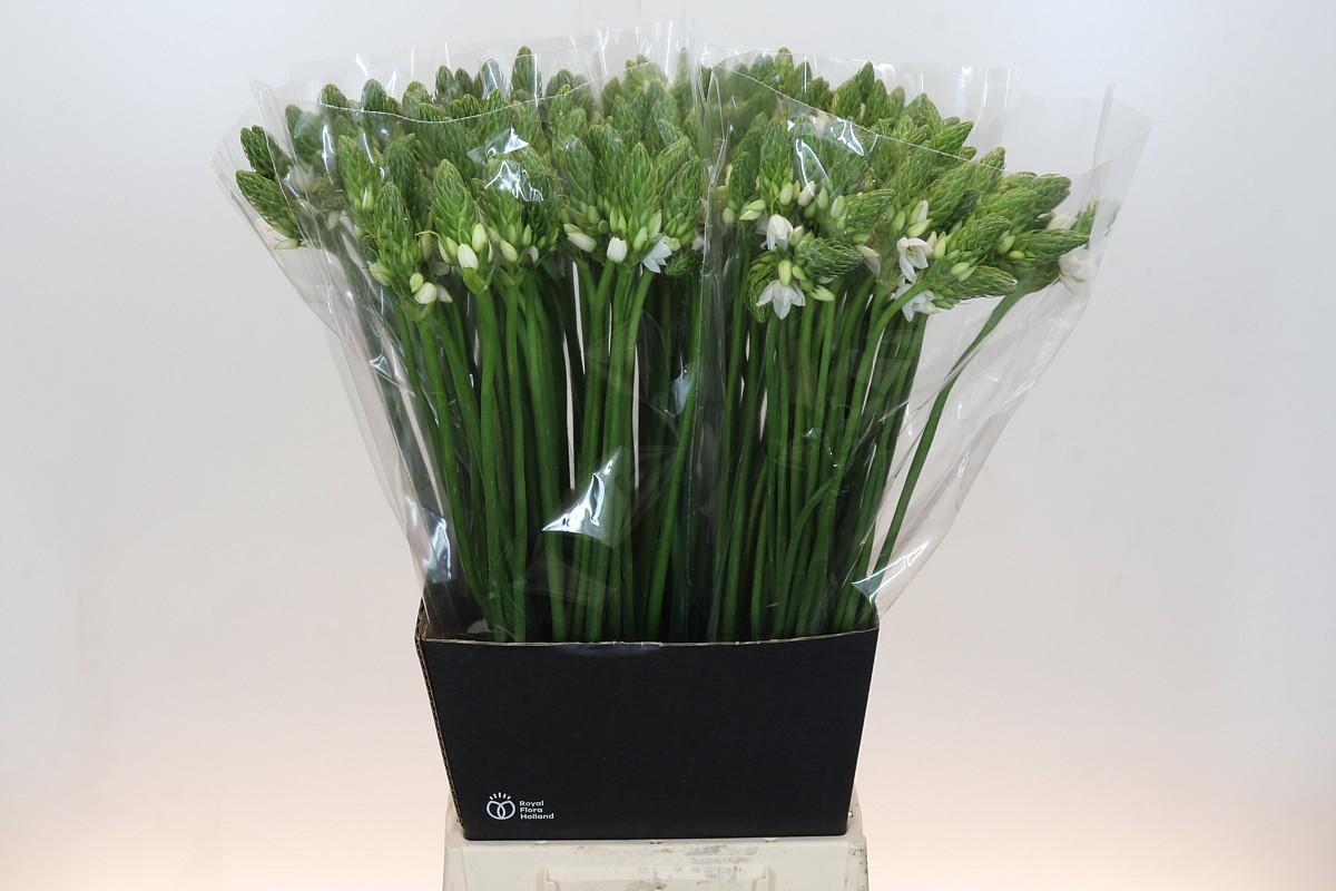 Срезанные цветы оптом Ornithogalum thyr thyrsoides от 200шт из Голландии с доставкой по России