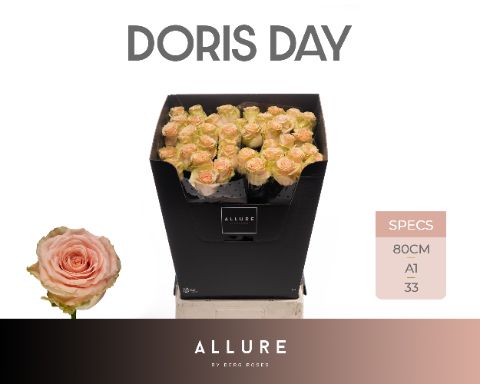 Срезанные цветы оптом Rosa large doris day Allure от 40шт из Голландии с доставкой по России