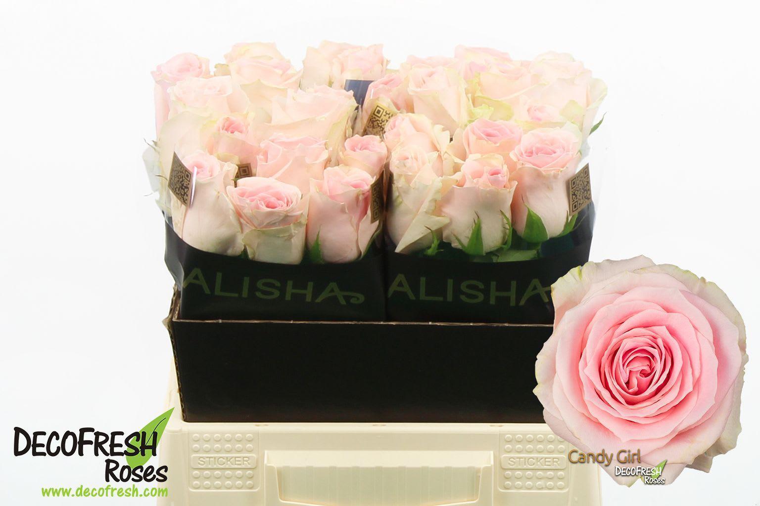 Срезанные цветы оптом Rosa large candy girl от 30шт из Голландии с доставкой по России