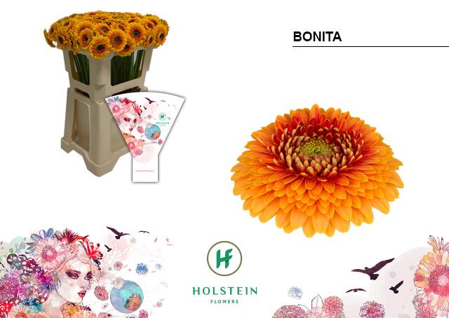 Срезанные цветы оптом Germini gerponi bonita от 80шт из Голландии с доставкой по России