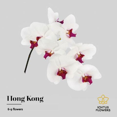 Срезанные цветы оптом Phalaenopsis red lips (per stem) от 15шт из Голландии с доставкой по России