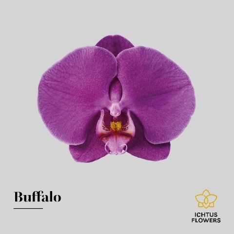 Срезанные цветы оптом Phalaenopsis buffalo (per flower) от 25шт из Голландии с доставкой по России