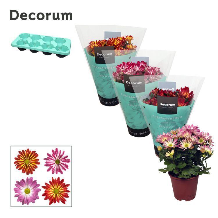 Горшечные цветы и растения оптом Chrys Margarita Bicolor Mix (decorum) от 8шт из Голландии с доставкой по России