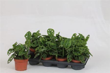 Горшечные цветы и растения оптом Monstera Adansonii от 8шт из Голландии с доставкой по России