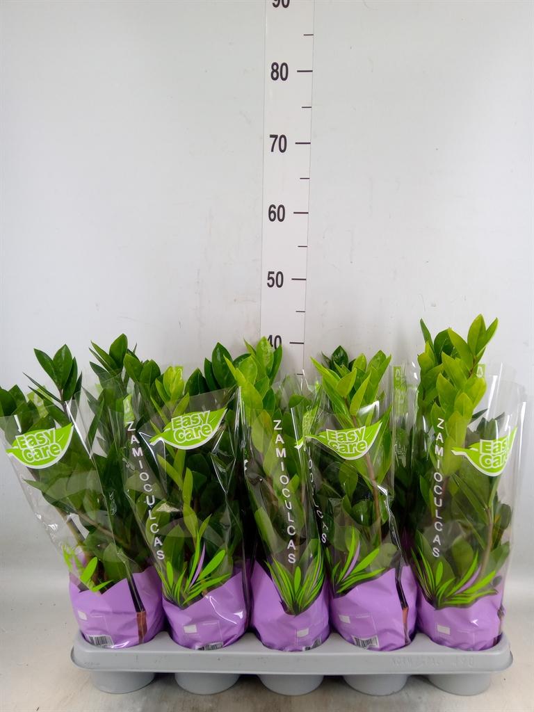 Горшечные цветы и растения оптом Zamioculcas Zamiifolia от 10шт' из Голландии с доставкой по России