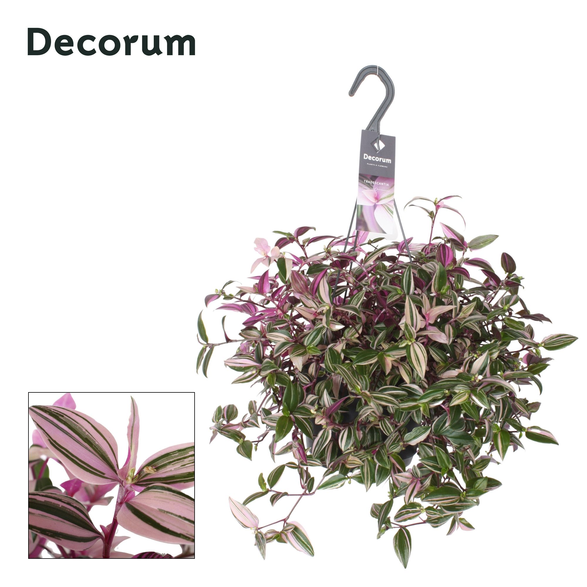 Горшечные цветы и растения оптом Tradescantia Fluminensis Quadricolor от 6шт из Голландии с доставкой по России