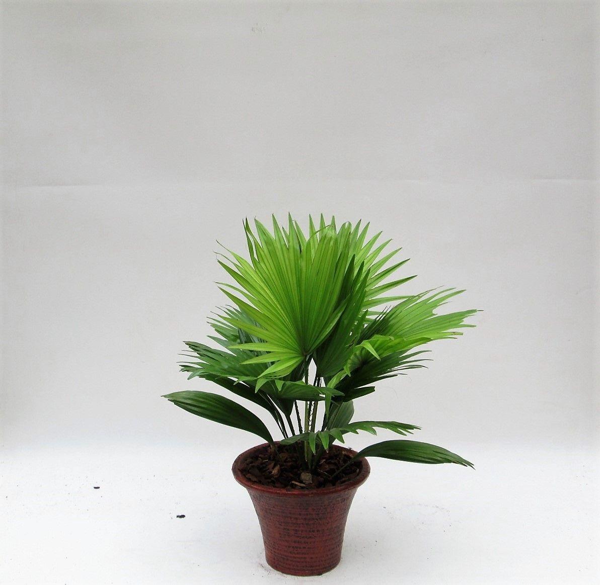 Горшечные цветы и растения оптом Livistona Rotundifol от 3шт из Голландии с доставкой по России