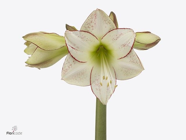 Срезанные цветы оптом Hippeastrum picasso от 18шт из Голландии с доставкой по России