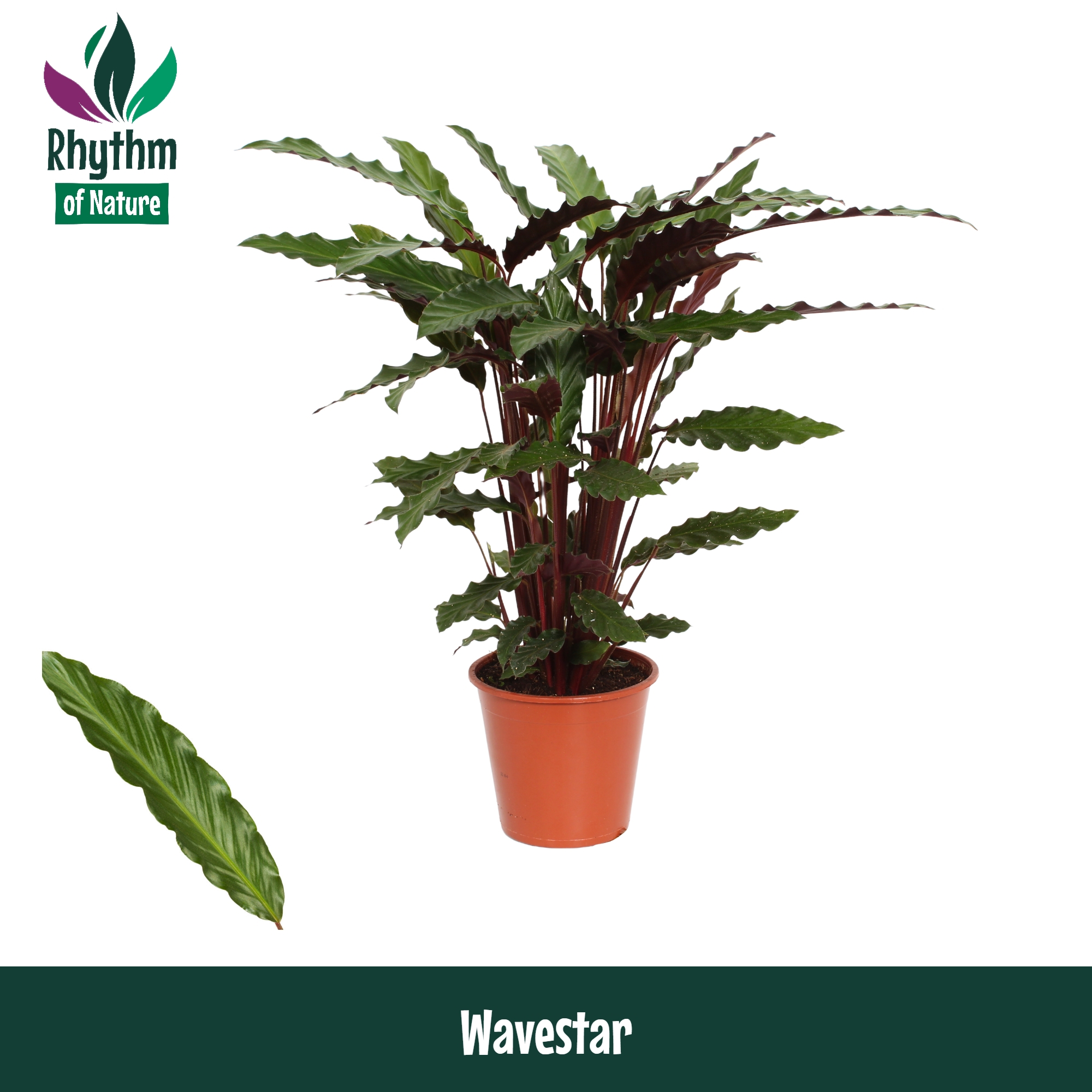Горшечные цветы и растения оптом Calathea Wavestar Rhythm Of Nature от 1шт из Голландии с доставкой по России