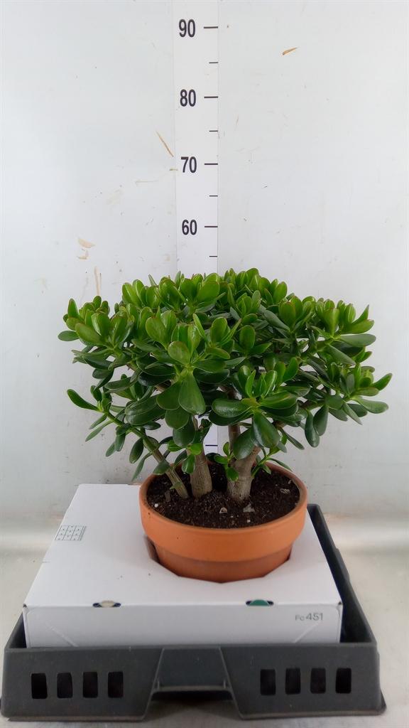 Горшечные цветы и растения оптом Crassula Ovata от 1шт из Голландии с доставкой по России