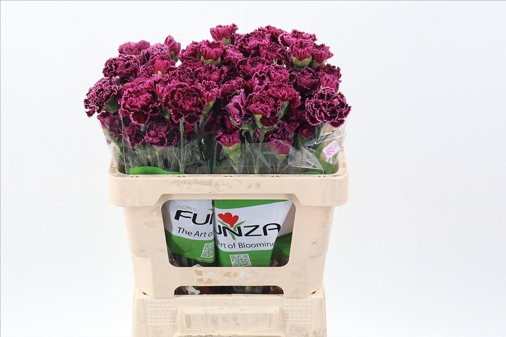 Срезанные цветы оптом Dianthus st nobbio burgundy от 100шт из Голландии с доставкой по России