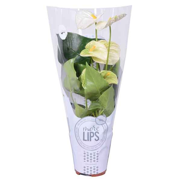 Горшечные цветы и растения оптом Anth An Cocos 4+ (morelips) Showhoes от 10шт из Голландии с доставкой по России