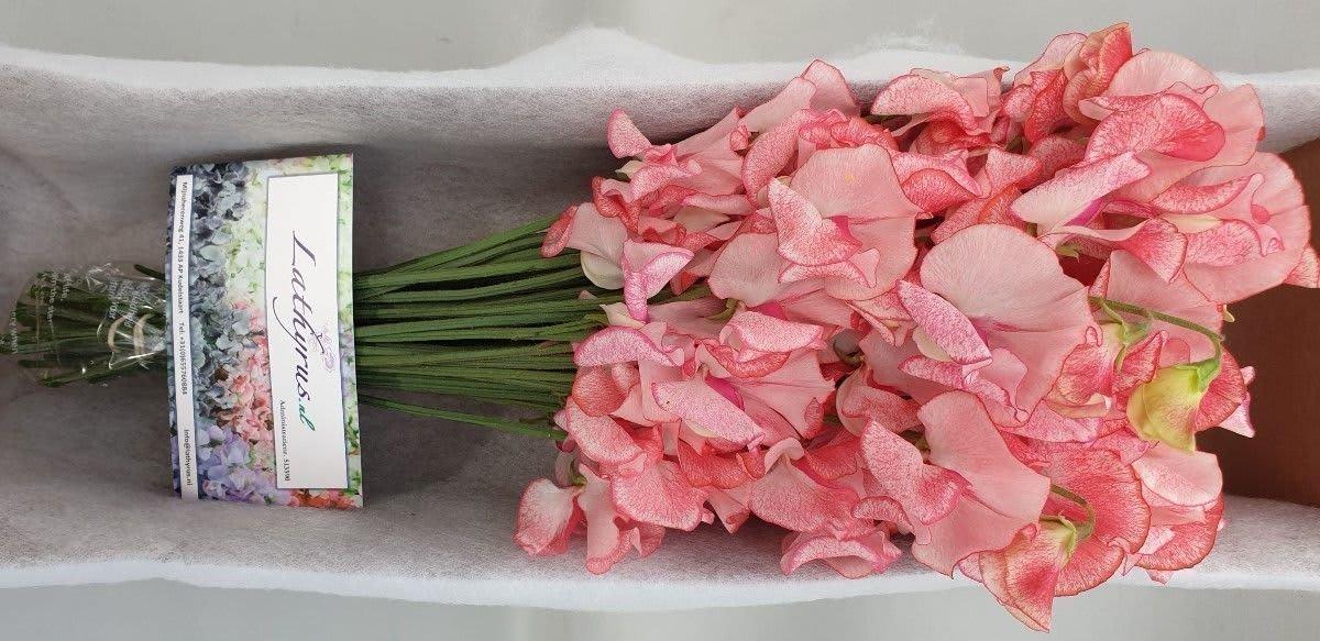 Срезанные цветы оптом Lathyrus wedding pink A от 100шт из Голландии с доставкой по России