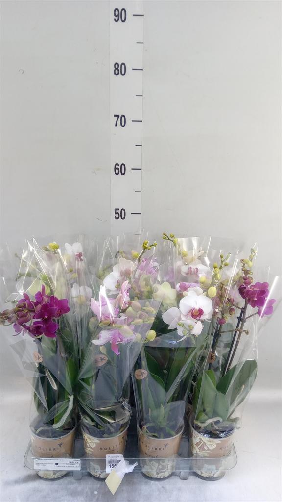 Горшечные цветы и растения оптом Phalaenopsis   ...mix от 12шт (для телеги) из Голландии с доставкой по России