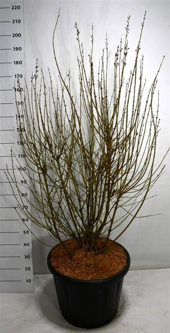 Горшечные цветы и растения оптом Syringa Josée от 1шт из Голландии с доставкой по России