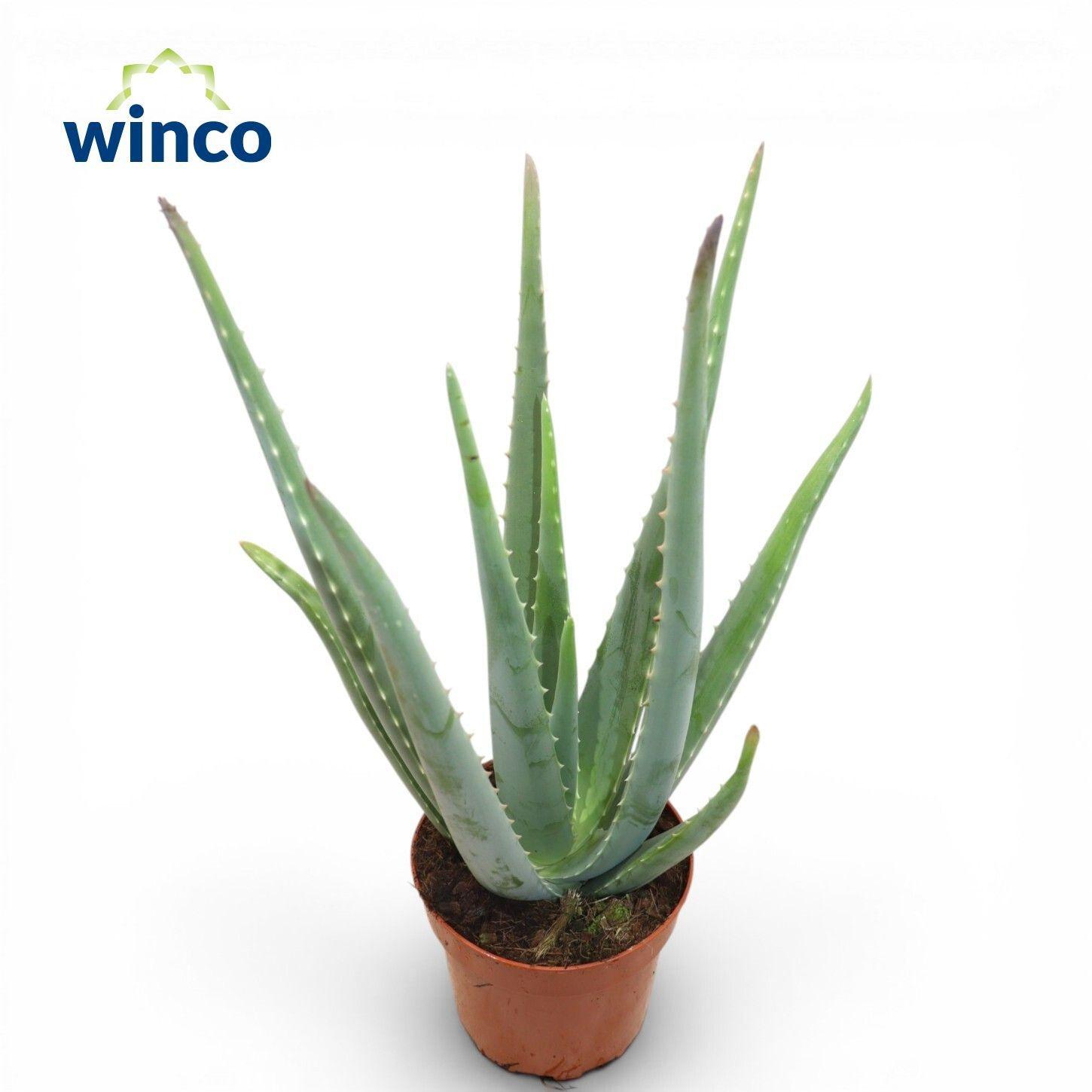 Горшечные цветы и растения оптом Aloe Vera от 6шт из Голландии с доставкой по России