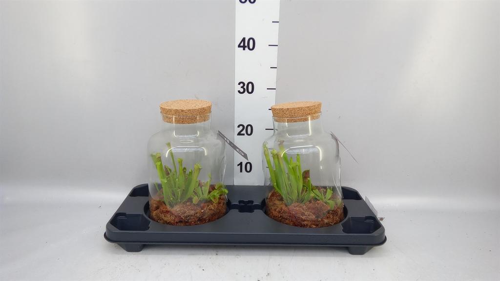 Горшечные цветы и растения оптом Vleesetende Planten от 2шт из Голландии с доставкой по России