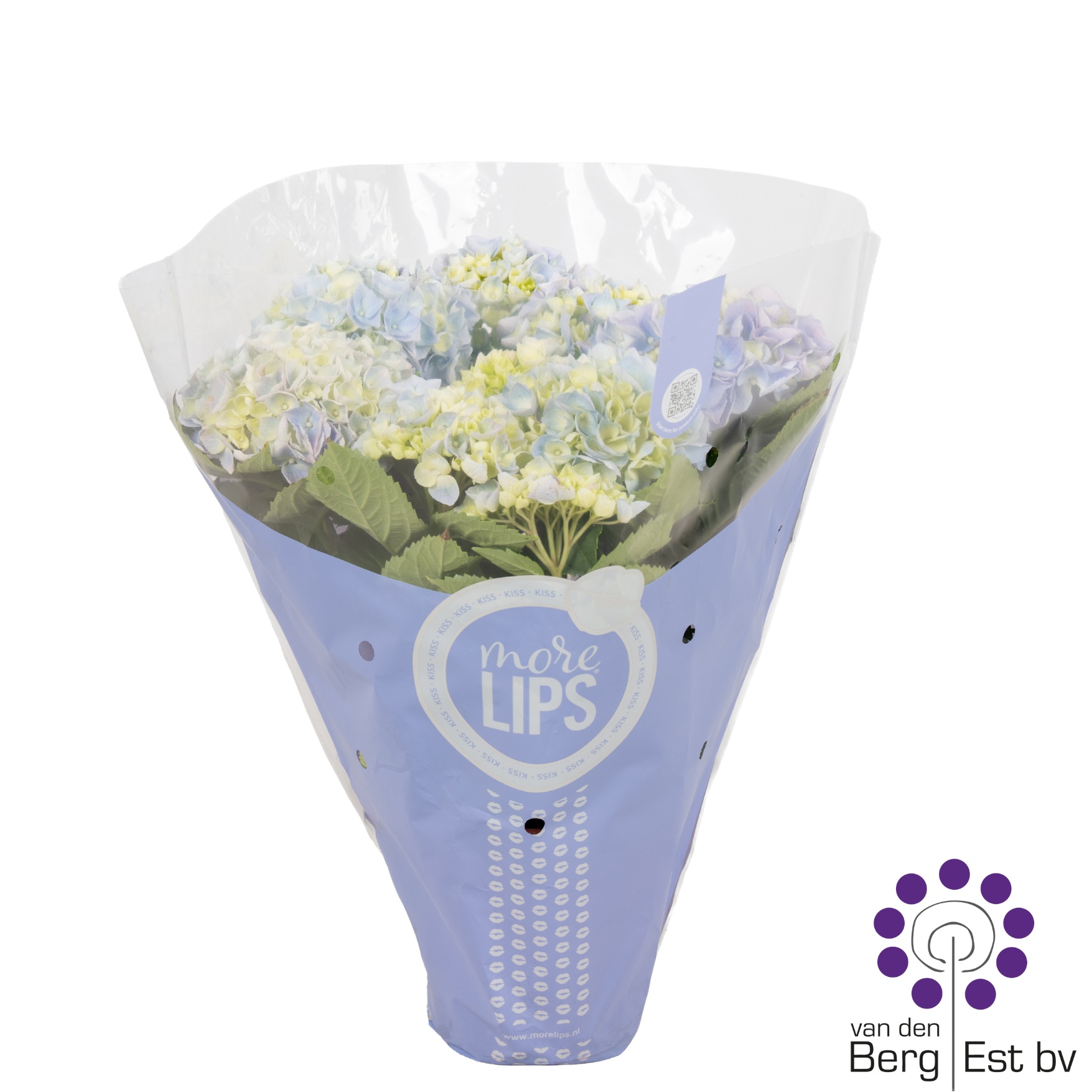 Горшечные цветы и растения оптом Hydr M Ov от 6шт из Голландии с доставкой по России