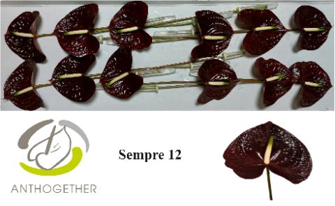 Срезанные цветы оптом Anthurium sempre от 12шт из Голландии с доставкой по России