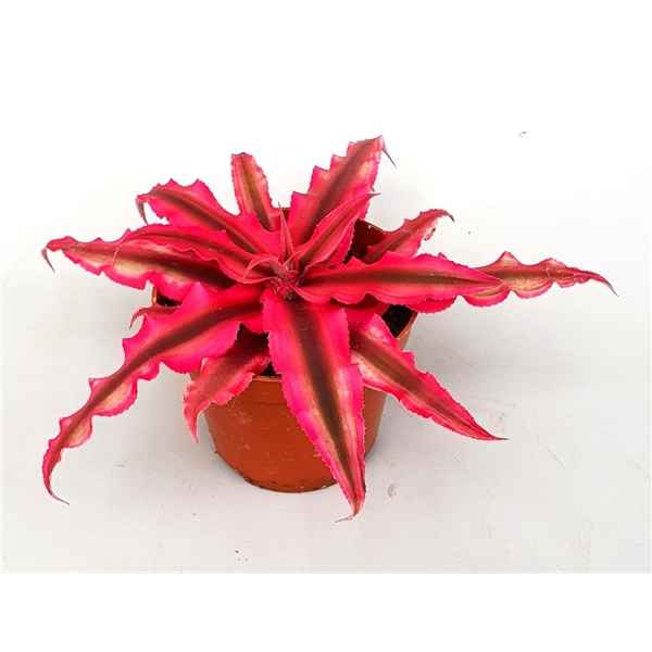 Горшечные цветы и растения оптом Cryptanthus Rubin Star от 12шт из Голландии с доставкой по России