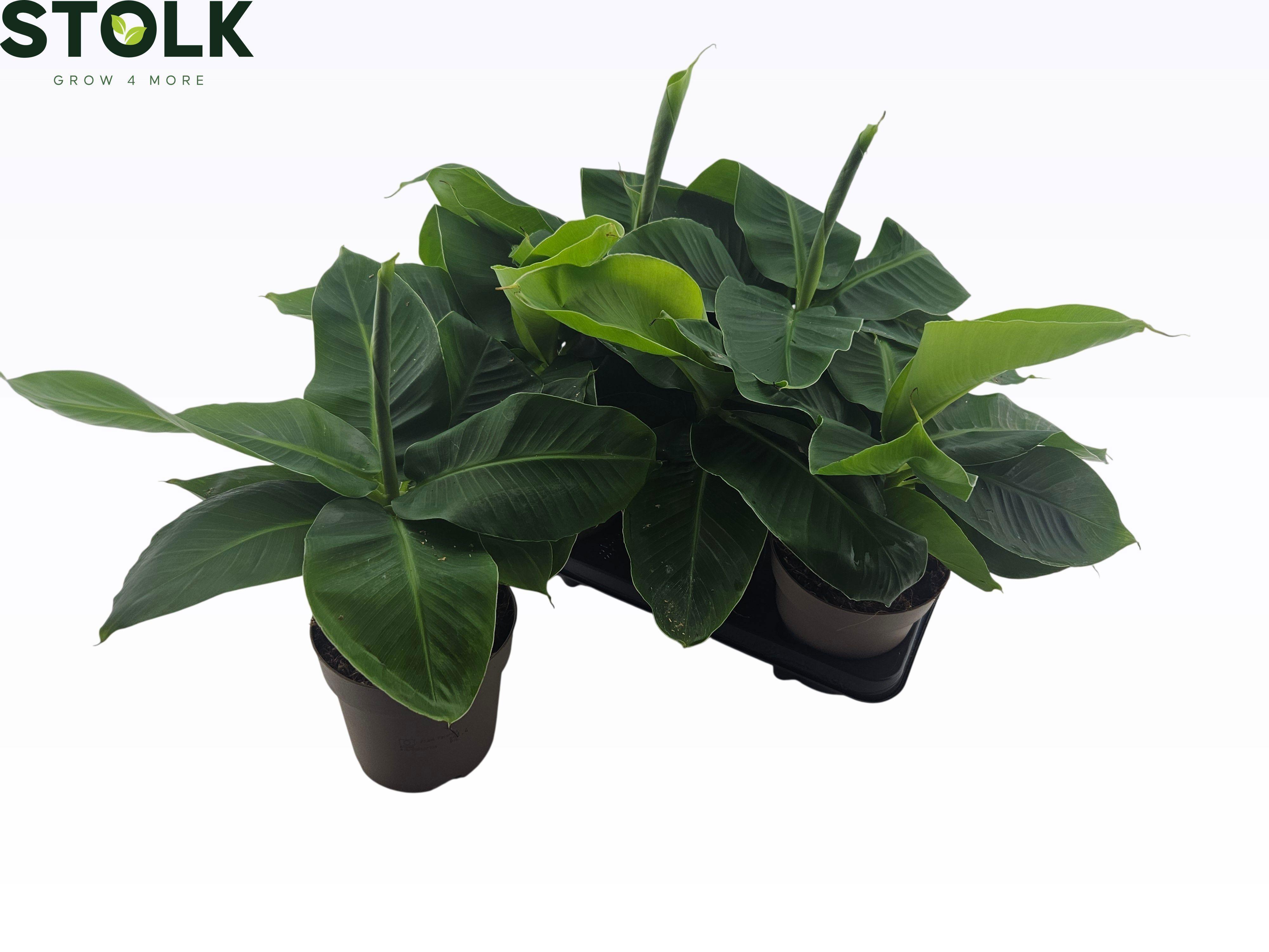 Горшечные цветы и растения оптом Musa Tropicana от 6шт из Голландии с доставкой по России