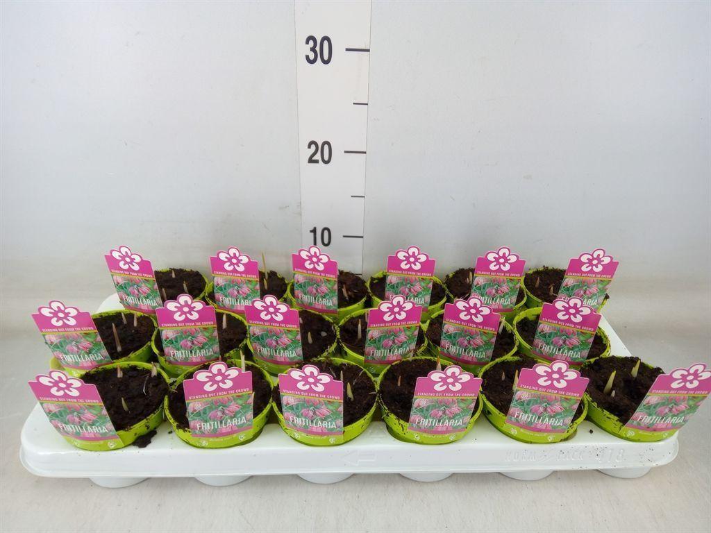 Горшечные цветы и растения оптом Fritillaria Meleagris от 18шт (для телеги) из Голландии с доставкой по России