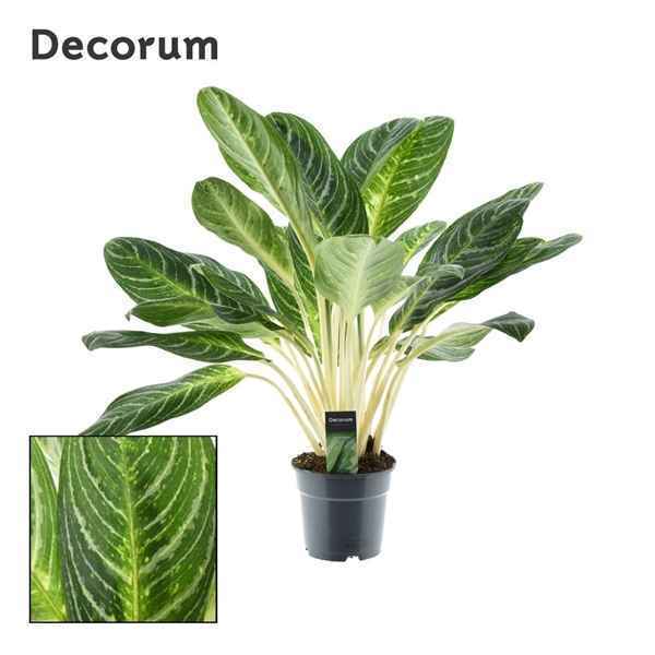 Горшечные цветы и растения оптом Aglaonema Keylime (decorum) от 1шт из Голландии с доставкой по России