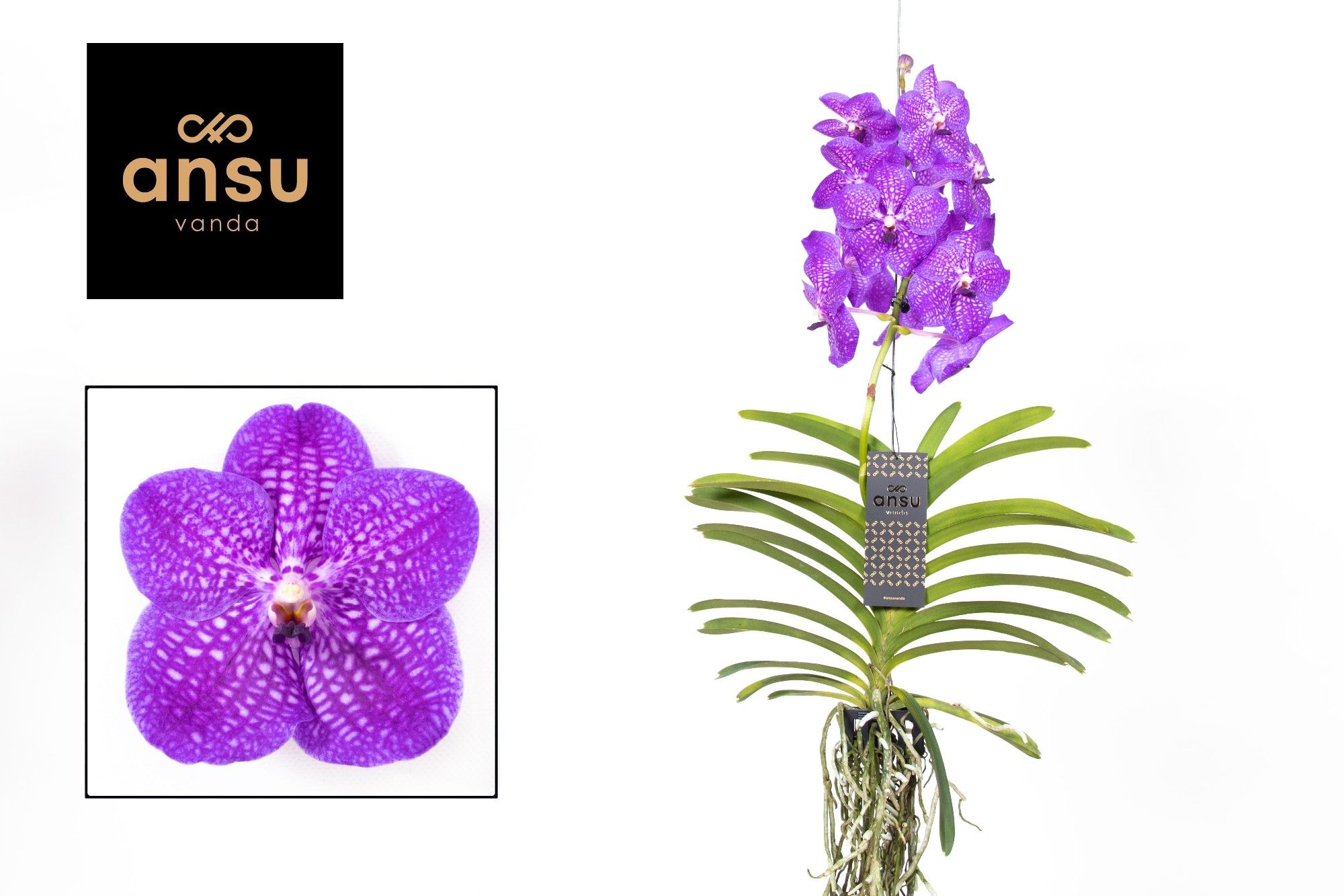 Горшечные цветы и растения оптом Vanda New Blue от 2шт из Голландии с доставкой по России