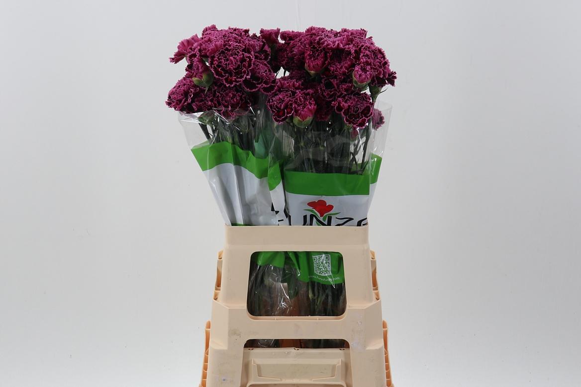 Срезанные цветы оптом Dianthus st nobbio burgundy от 80шт. из Голландии с доставкой по России