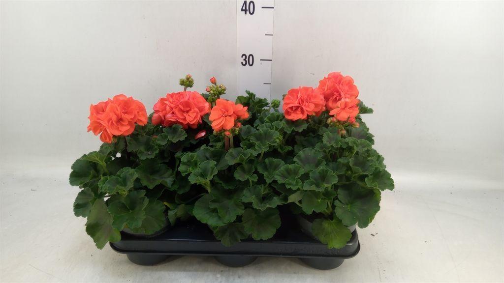 Горшечные цветы и растения оптом Pelargonium Zona.   ...f1 от 8шт из Голландии с доставкой по России