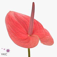 Срезанные цветы оптом Anthurium pink christina от 16шт из Голландии с доставкой по России