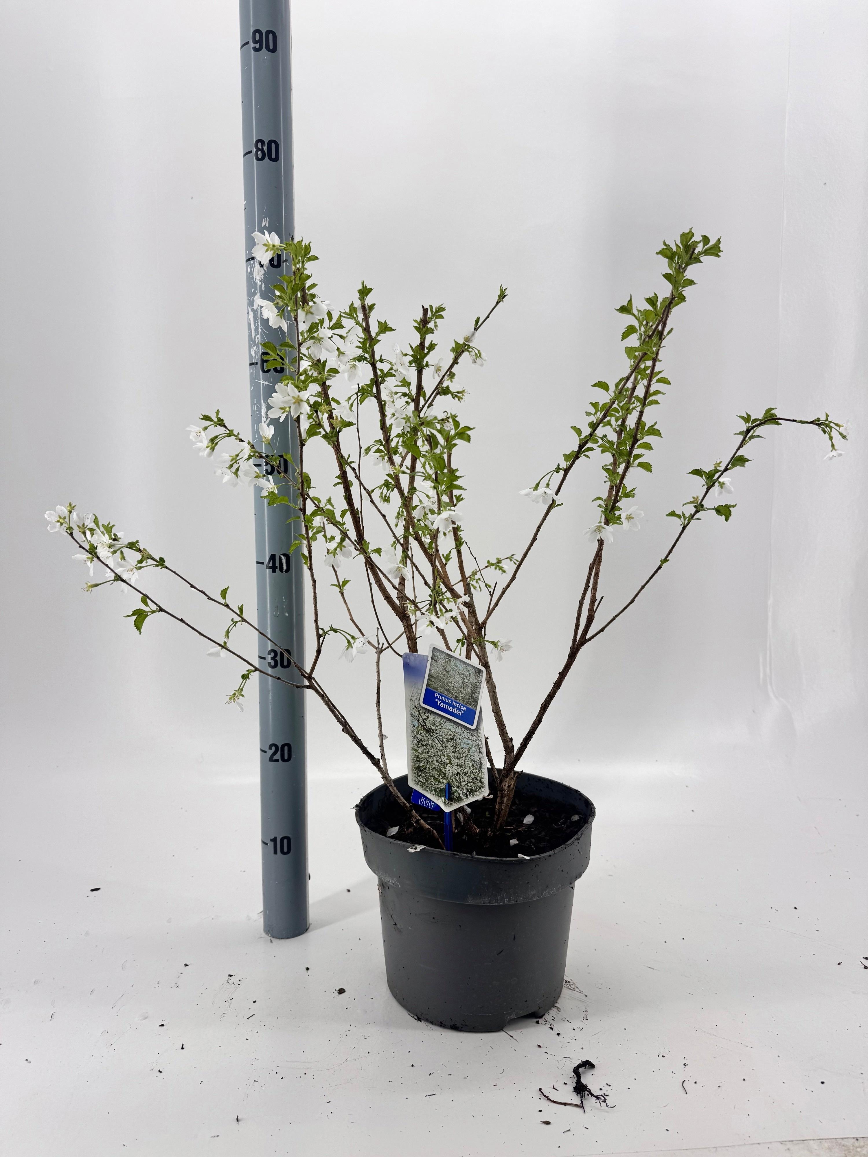 Горшечные цветы и растения оптом Prun Incisa от 1шт из Голландии с доставкой по России