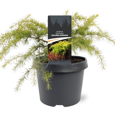 Горшечные цветы и растения оптом Cedrus Deo Golden Horizon от 1шт из Голландии с доставкой по России