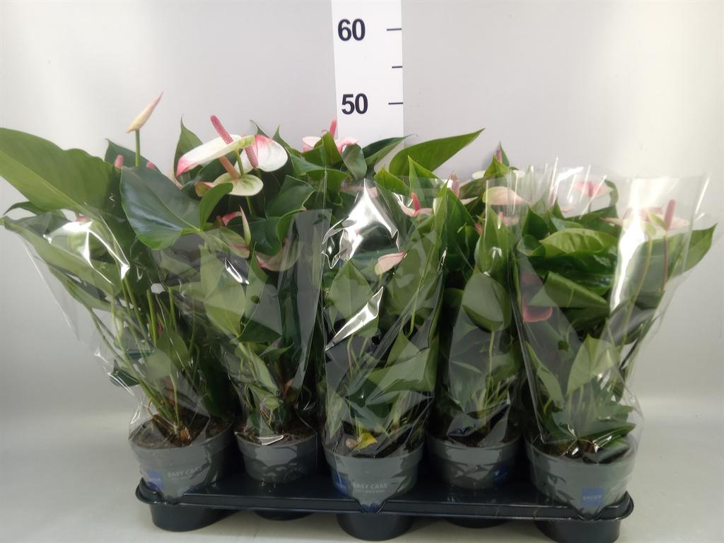 Горшечные цветы и растения оптом Anthurium Andr. lipa Pink Mini от 10шт из Голландии с доставкой по России