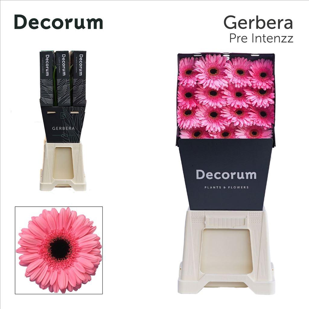 Срезанные цветы оптом Gerbera pre-intenzz от 45шт из Голландии с доставкой по России