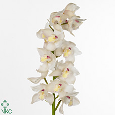 Срезанные цветы оптом Cymbidium white seoul от 10шт из Голландии с доставкой по России