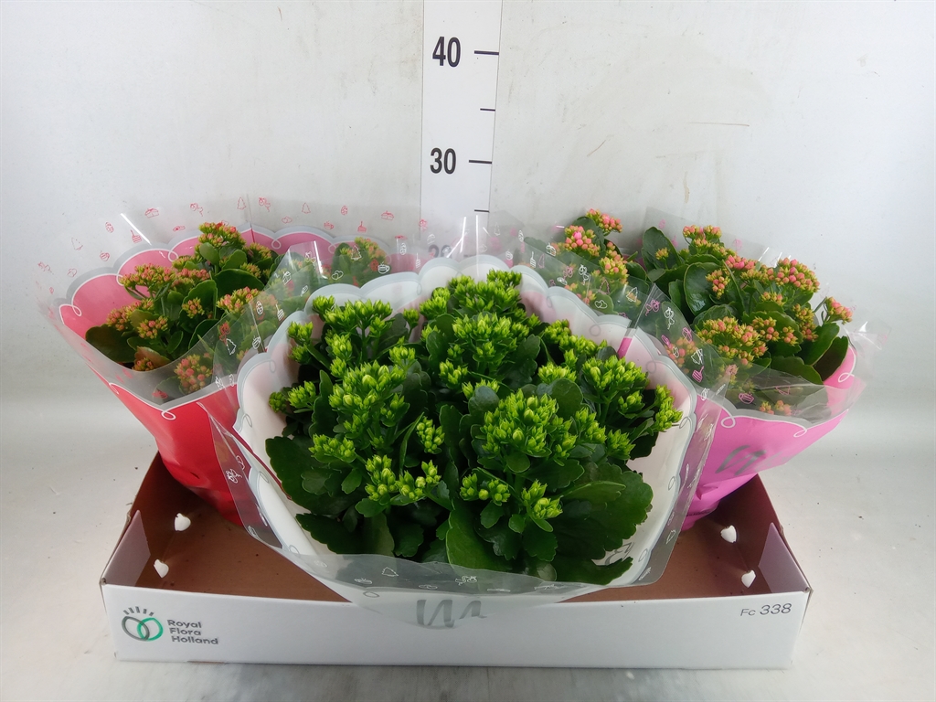Горшечные цветы и растения оптом Kalanchoe Blos.   ..rosebud Mix  3 от 3шт из Голландии с доставкой по России
