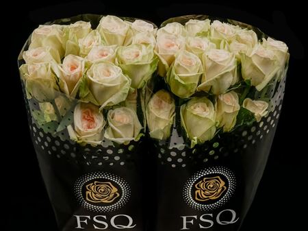 Срезанные цветы оптом Rosa garden white ohara A от 40шт из Голландии с доставкой по России