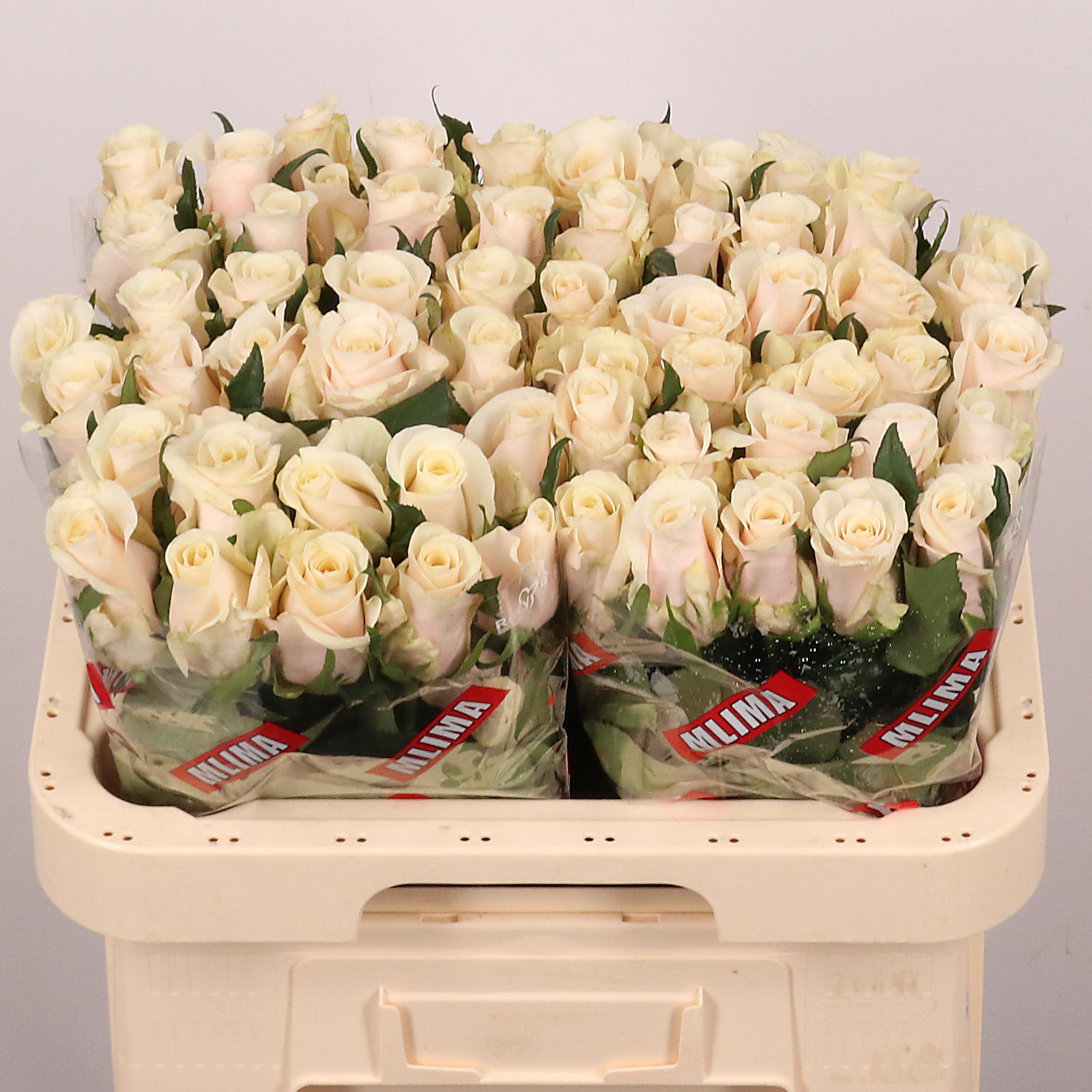 Срезанные цветы оптом Rosa large cabana от 60шт из Голландии с доставкой по России