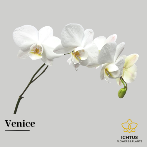 Срезанные цветы оптом Phalaenopsis venice (per stem) от 20шт из Голландии с доставкой по России