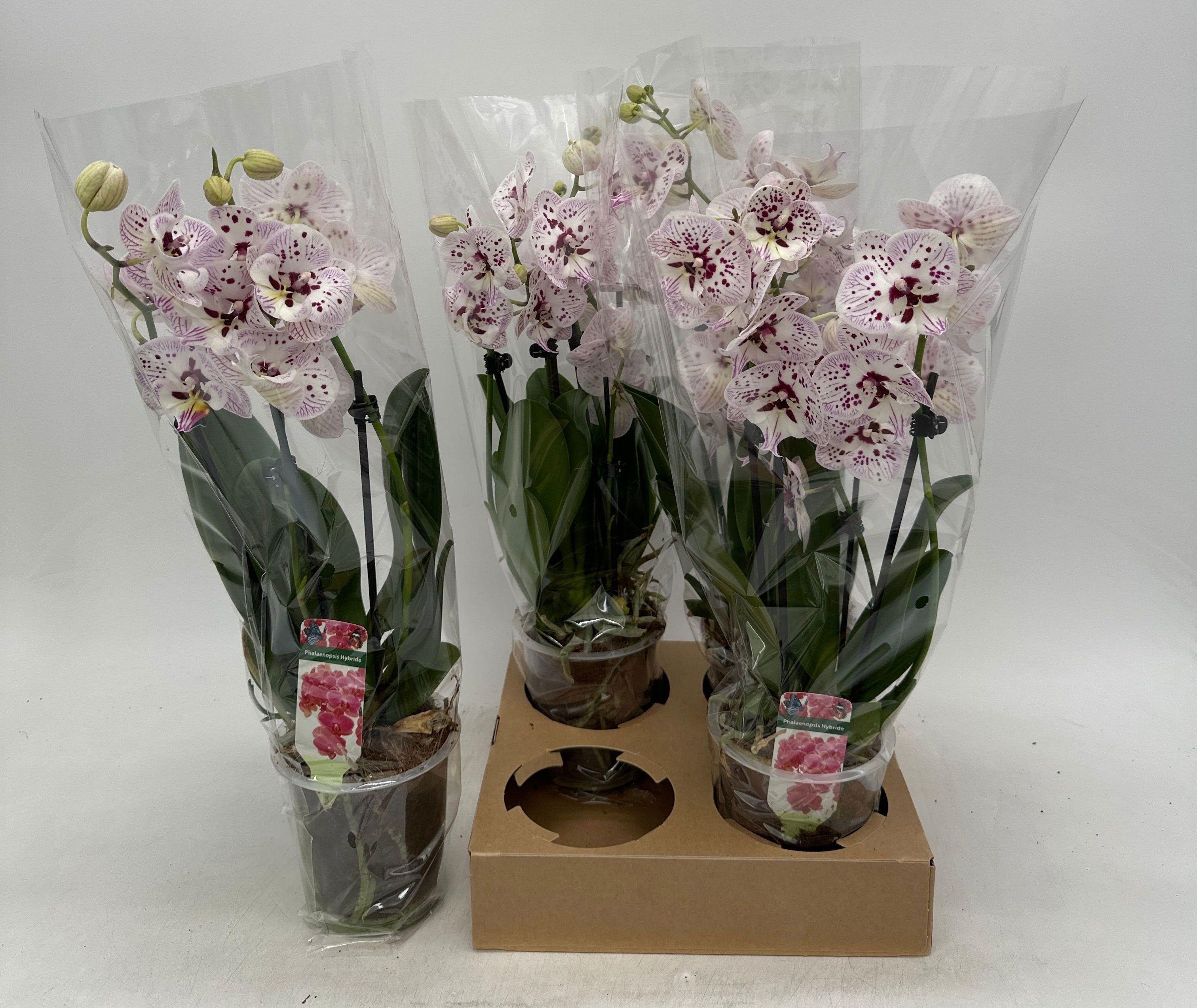 Горшечные цветы и растения оптом Phal Ov от 4шт из Голландии с доставкой по России