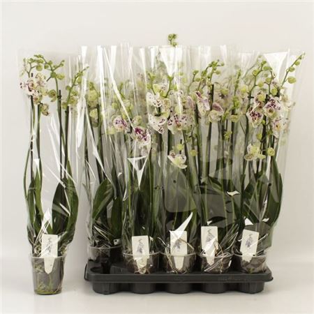 Горшечные цветы и растения оптом Phal An Marrakesh 4 Branches 28+ от 10шт из Голландии с доставкой по России