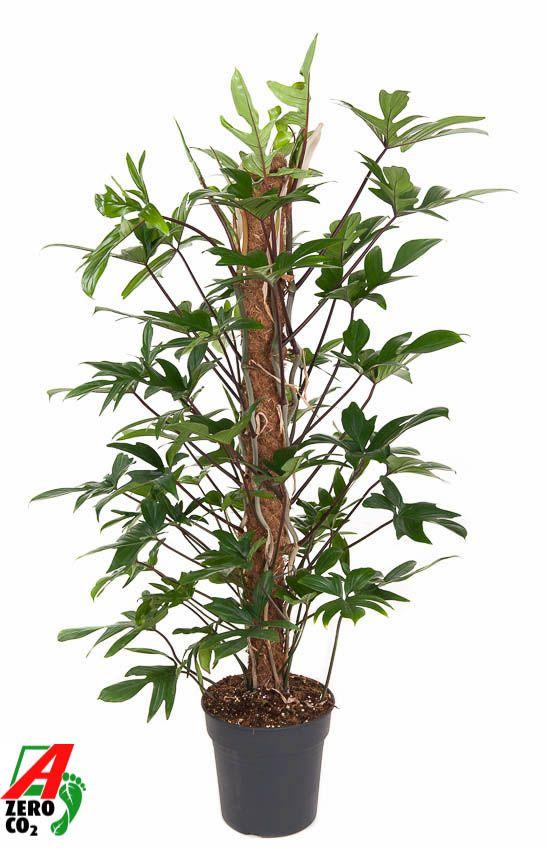 Горшечные цветы и растения оптом Philodendron Pedatum Mosspole от 1шт из Голландии с доставкой по России