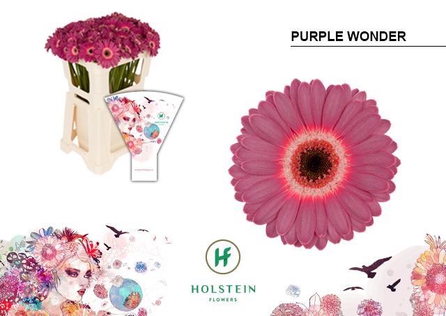 Срезанные цветы оптом Germini purple wonder от 80шт из Голландии с доставкой по России