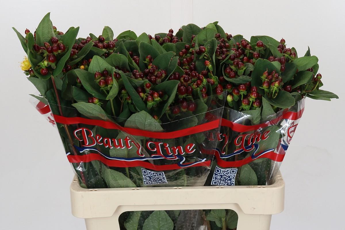 Срезанные цветы оптом Hypericum globo burgundy от 75шт из Голландии с доставкой по России