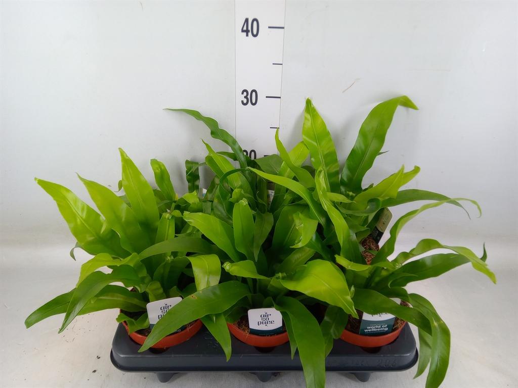 Горшечные цветы и растения оптом Asplenium Antiquum от 6шт из Голландии с доставкой по России