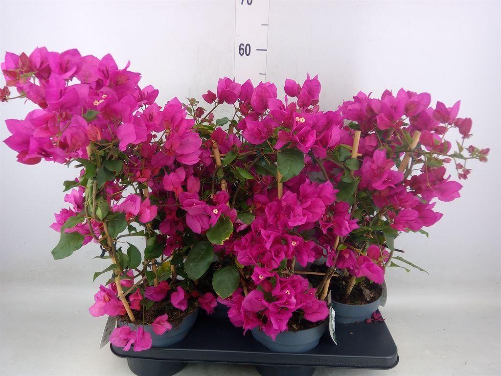 Горшечные цветы и растения оптом Bougainvillea Mix On Reck от 4шт из Голландии с доставкой по России