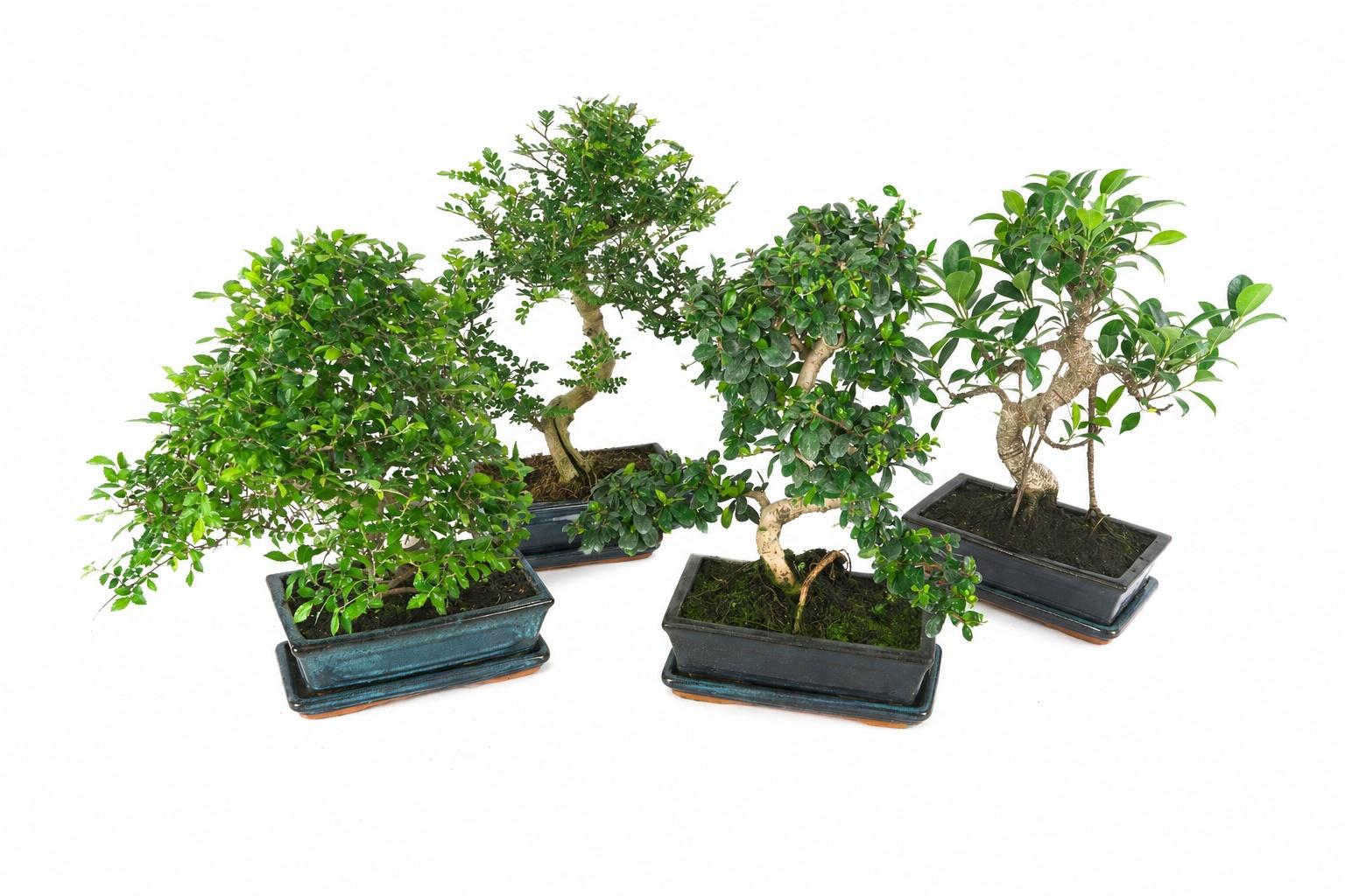 Горшечные цветы и растения оптом Bonsai Gem от 4шт из Голландии с доставкой по России