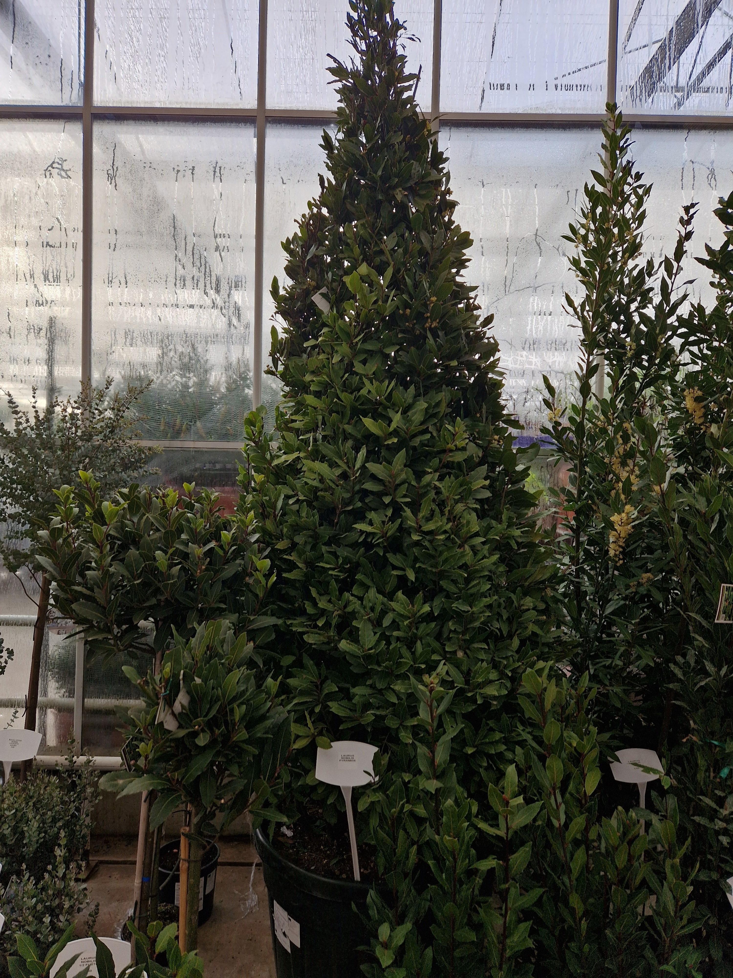 Горшечные цветы и растения оптом Lau Nobilis от 1шт из Голландии с доставкой по России