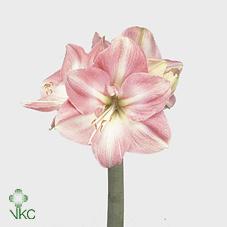 Срезанные цветы оптом Hippeastrum darling от 12шт из Голландии с доставкой по России